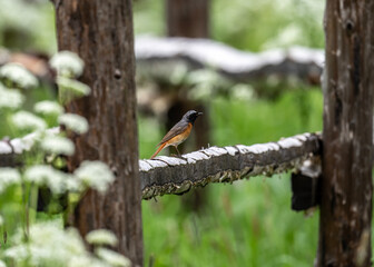common redstart in search of food on a sunny day in the south of Altai in the Kosh Agach region