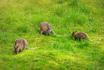 Kangaroo on a sunny green meadow