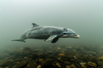 Fototapeta premium A Baiji river dolphin swimming in the murky waters of the Yangtze River, its elongated beak and graceful movements captured underwater. 