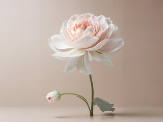 Elegant White Lily Flower on Minimalist Background
Minimalist Pastel Lily Flower Bloom Pastel Beautiful White Lily Blossom
