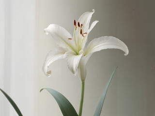 Elegant White Lily Flower on Minimalist Background
Minimalist Pastel Lily Flower Bloom Pastel Beautiful White Lily Blossom
