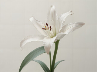 Elegant White Lily Flower on Minimalist Background
Minimalist Pastel Lily Flower Bloom Pastel Beautiful White Lily Blossom