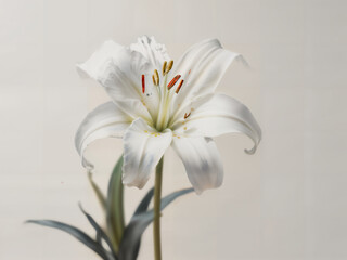 Elegant White Lily Flower on Minimalist Background
Minimalist Pastel Lily Flower Bloom Pastel Beautiful White Lily Blossom