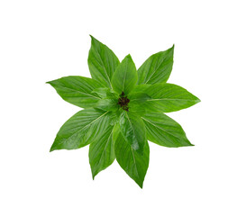 thai basil isolated on transparent png