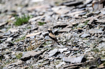 desert wheatear in search of food on a sunny day in the south of Altai in the Kosh Agach region