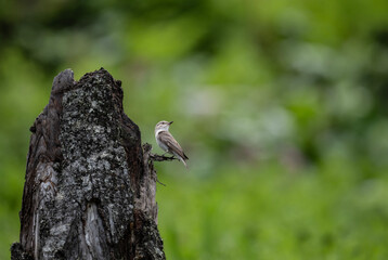 a warbler looking for food on a sunny day in the south of Altai in the Kosh Agach region