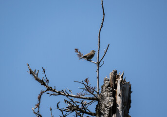 a warbler looking for food on a sunny day in the south of Altai in the Kosh Agach region