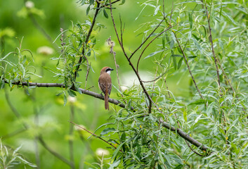 Siberian Shrike sits on a branch on a sunny summer day in Altai