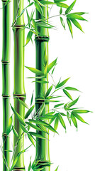 Green bamboo stalks and leaves on white.