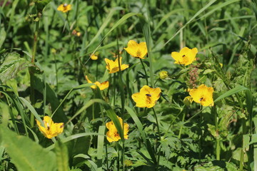 夏の木曽駒ケ岳に咲く花。シナノキンバイ。