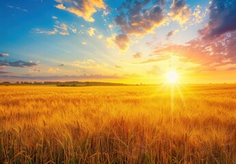 Fototapeta premium Stunning sunset over golden wheat field