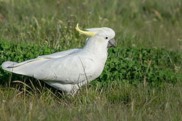 Sulphur Crested Cockatoo