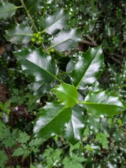 Closeup of a branch of holly with green berries (immature)