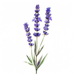 Fototapeta premium Delicate purple lavender with slender green stem, simple watercolor illustration isolated on a white background 