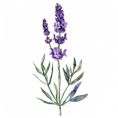 Obraz premium Delicate purple lavender with slender green stem, simple watercolor illustration isolated on a white background 