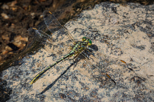 dragonfly on a rock