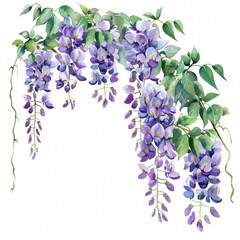 Elegant purple wisteria with delicate green vine, simple watercolor illustration isolated on a white background 