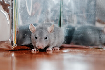 Small rat pet next to the mirror