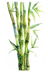 Obraz premium Fresh green bamboo shoot with slender stem, simple watercolor illustration isolated on a white background 
