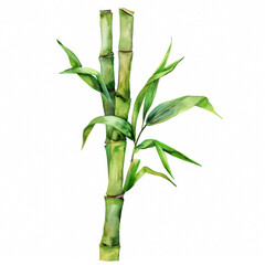 Fresh green bamboo shoot with slender stem, simple watercolor illustration isolated on a white background 