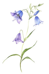 Graceful bluebell with delicate green stem, simple watercolor illustration isolated on a white background 