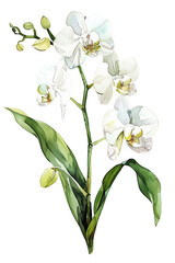 Obraz premium Graceful white orchid with vibrant green stem, simple watercolor illustration isolated on a white background 