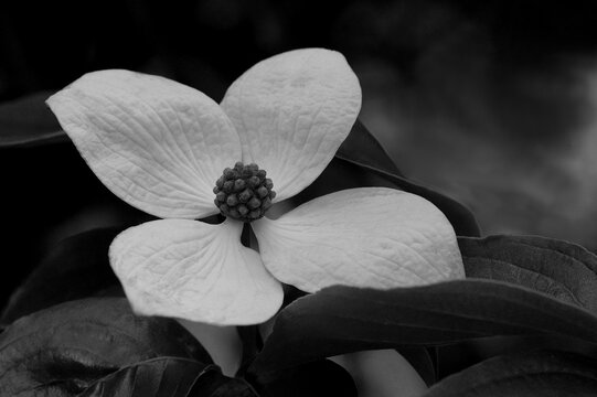 Black and White Dogwood Flower