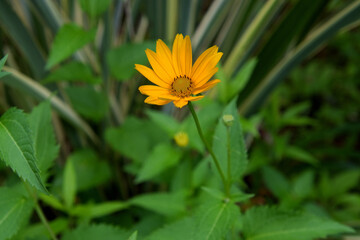 キクイモモドキ