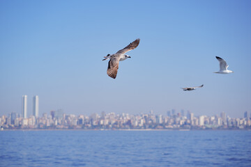 Seagull flying over the sea against the backdrop of the Istanbul city, Turkey
