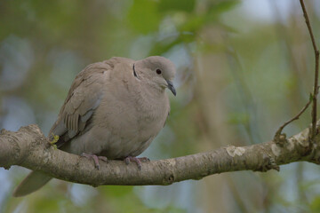 Collard Dove