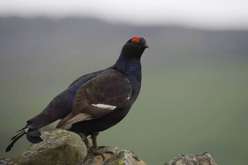 Obraz premium A Male Black Grouse