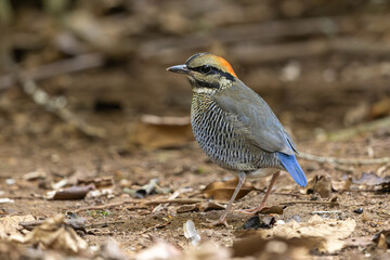 Female Blue Pitta perched on the forest floor 