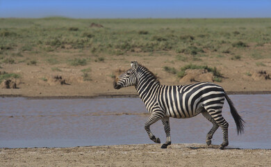 side view of common plains zebra running next to watering hole in the wild savannah of serengeti...