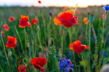 Obraz premium A red radiant poppy field in the early morning covered with dew