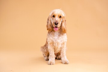 Adorable Cocker Spaniel dog sitting in brown studio
