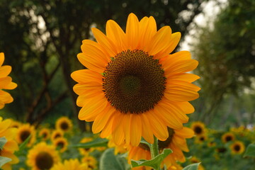Obraz premium Field of sunflowers with the bright sunlight. Sunflower photos on the rear. Sunflowers are the flowers like sunny