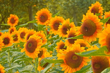 Field of sunflowers with the bright sunlight. Sunflower photos on the rear. Sunflowers are the flowers like sunny