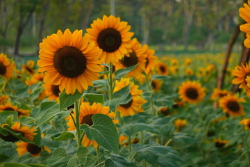 Fototapeta premium Field of sunflowers with the bright sunlight. Sunflower photos on the rear. Sunflowers are the flowers like sunny