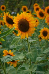 Fototapeta premium Field of sunflowers with the bright sunlight. Sunflower photos on the rear. Sunflowers are the flowers like sunny