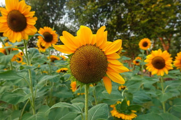 Fototapeta premium Field of sunflowers with the bright sunlight. Sunflower photos on the rear. Sunflowers are the flowers like sunny