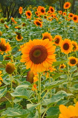 Fototapeta premium Field of sunflowers with the bright sunlight. Sunflower photos on the rear. Sunflowers are the flowers like sunny