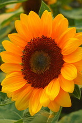 Obraz premium Field of sunflowers with the bright sunlight. Sunflower photos on the rear. Sunflowers are the flowers like sunny