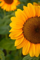 Field of sunflowers with the bright sunlight. Sunflower photos on the rear. Sunflowers are the flowers like sunny