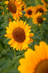 Field of sunflowers with the bright sunlight. Sunflower photos on the rear. Sunflowers are the flowers like sunny
