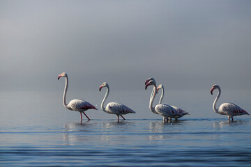 Wild birds. Group birds of white african flamingos  walking around the blue lagoon on a sunny day
