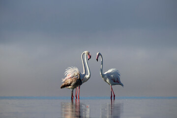 Close up of beautiful African flamingos that are standing in still water with reflection.