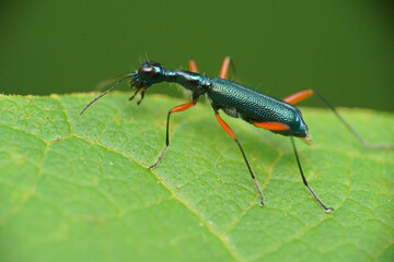 The blue tiger beetle is a type of beetle belonging to the genus Cicindela, which is part of the...