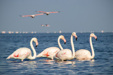 Wild african birds. Group birds of pink african flamingos  walking around the blue lagoon on a sunny day