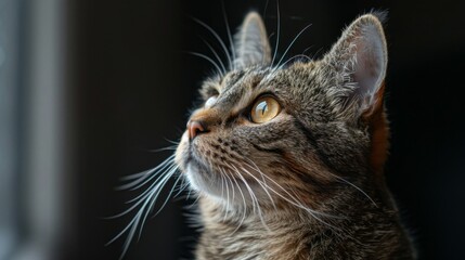 Obraz premium Cat with Head Tilted: A close-up of a cat with its head tilted to one side. Feline. Pet. 