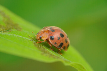 Ladybugs, also known as ladybirds or ladybird beetles, are small beetles belonging to the family Coccinellidae. They are well-known for their bright colors and beneficial role in controlling pest popu